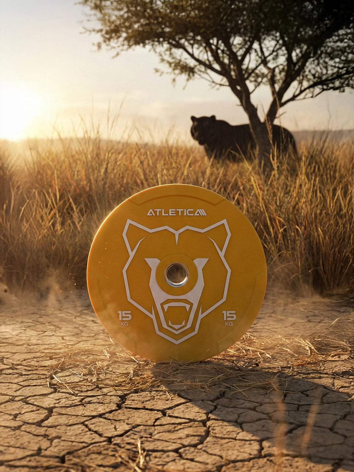 Atletica Animal bumper plate 33 lb, yellow with lion design, in a dry savanna with a lion